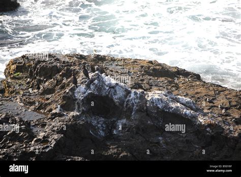 Birds On Rocks Stock Photo Alamy