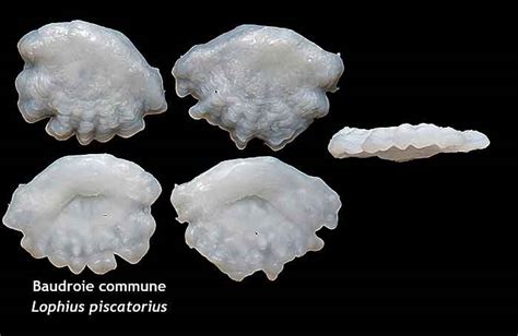 Recent Fish Otoliths - General Fossil Discussion - The Fossil Forum