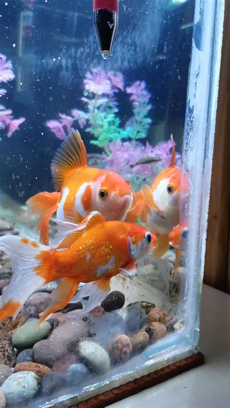 fish with vitiligo?? : r/Aquariums