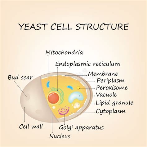 Yeast Cell Structure Educational Diagram Vector Illustration Stock