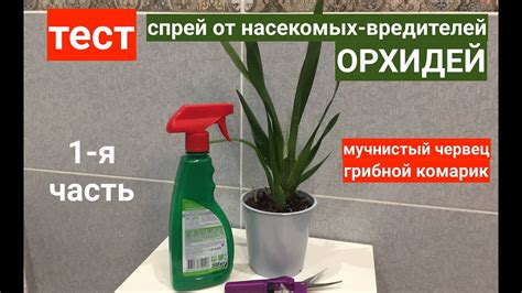 тест СПРЕЯ от НАСЕКОМЫХ ВРЕДИТЕЛЕЙ ОРХИДЕЙ 1 я часть - YouTube
