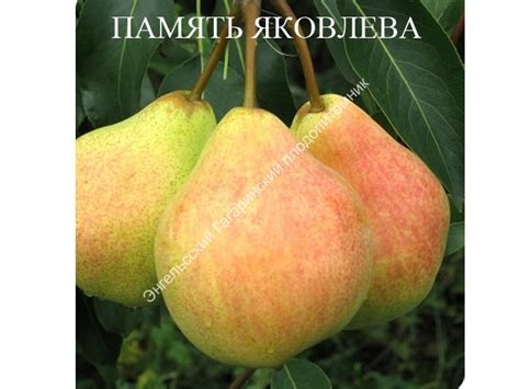 Груша ПАМЯТЬ ЯКОВЛЕВА | Sazhency64.ru - продажа саженцев
