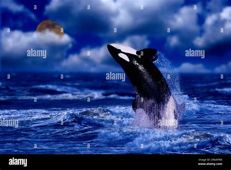 Killer Whales Jumping At Night A Pod Of Orca Facts Defenders Of