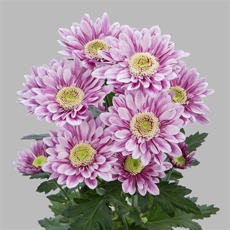 Хризантема серенити (73 фото)