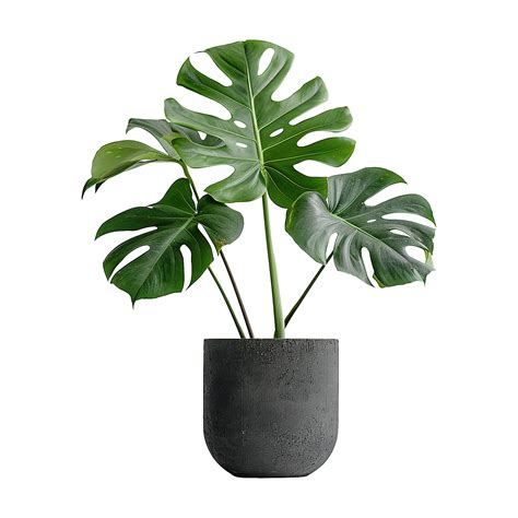 un planta con un grande hoja ese es en un negro maceta aislado en