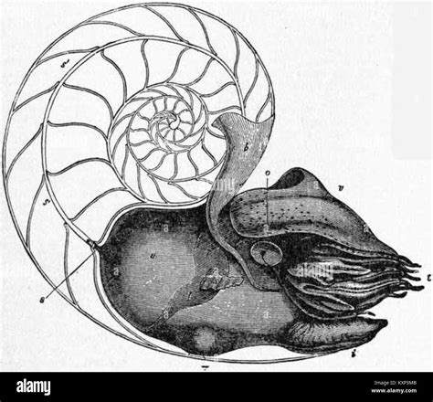 Eb1911 Cephalopoda Fig 1— Lateral View Of The Female Pearly Nautilus