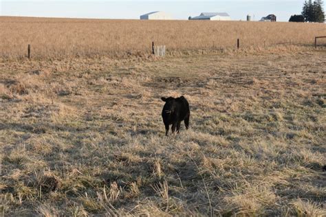 Drought Decisions For Cow Calf Herds Livestock