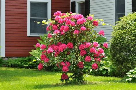 12 Best Specimen Trees Shrubs And Plants To Bring Focus And Attention