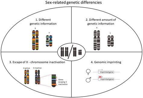 Approaching Sex Differences In Cardiovascular Non Coding Rna Research