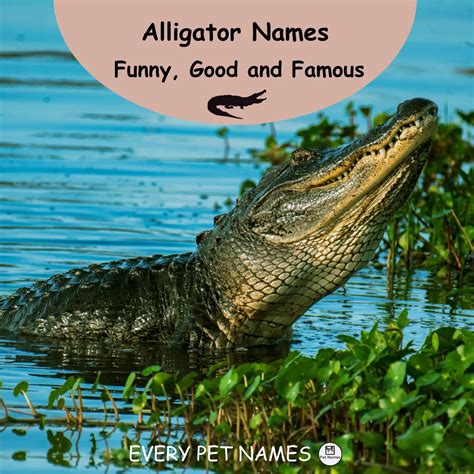 230+ Funny and Famous Alligator Names - Every Pet Names