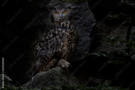 uhu stock photo adobe stock