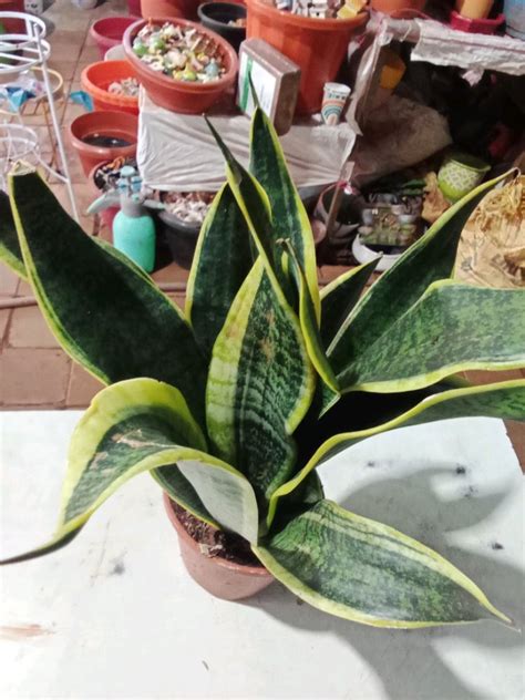 Indoor Snake Plant at Rs 500/piece in Thane | ID: 2850211683273