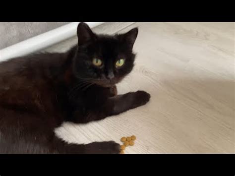 Маша и ренальный корм - YouTube