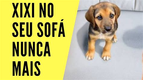 Seu C O Faz Xixi No Seu Sof Aprenda A Adestrar Seu Cachorro A Parar