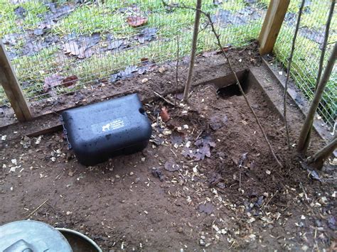 Rats In Your Chicken Coop Suffolk Pest Control Company