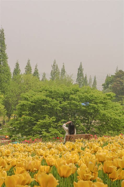 아산 가볼만한곳 피나클랜드 튤립 수선화 축제 입장료 할인 추천코스 네이버 블로그