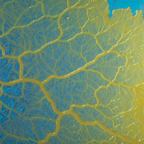 Physarum polycephalum Sclerotium, Living, Box | Carolina Biological Supply
