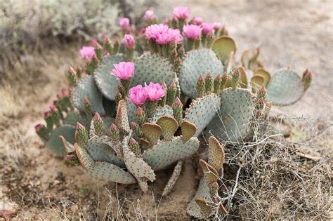 "Flowering Cactus In The Desert" by Stocksy Contributor "Amy Covington ...