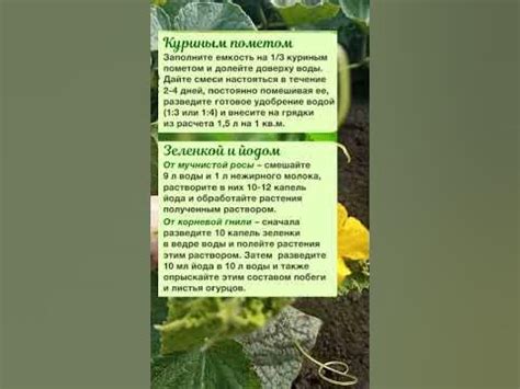 Обработайте Этим Огурцы Весной От Болезней и Увеличения Урожая В 3 Раза ...