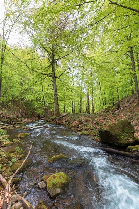 Rápido Fluxo De água Entre a Floresta Foto de Stock Imagem de