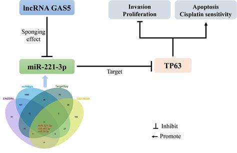 Cancer Management And Research Volume Dove Press Open Access