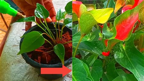 What Is The Best Potting Mix For Anthurium Anthurium Care Tips How