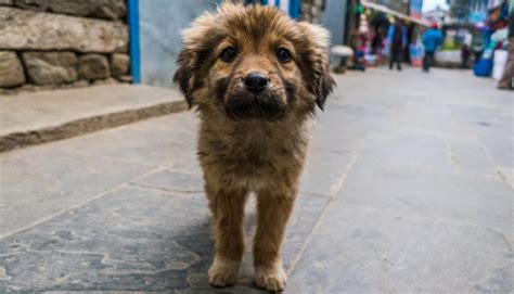 ¿cómo Es La Vida De Los Perros Callejeros Wakyma