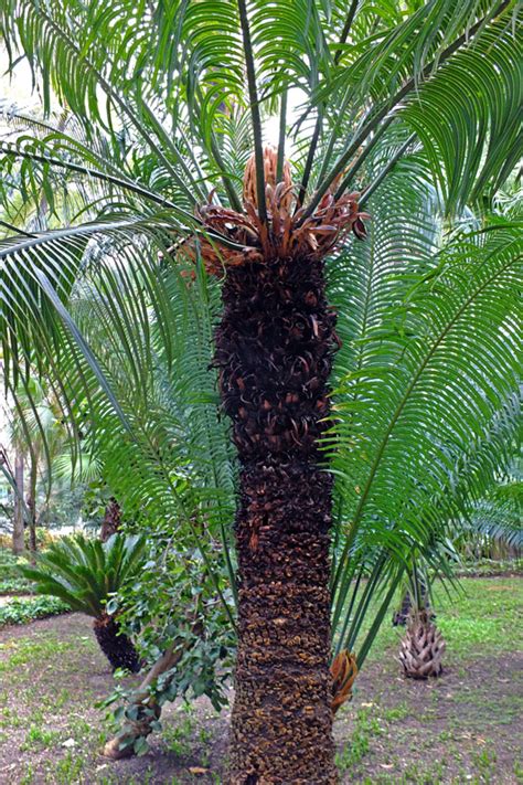 Cycas circinalis (Cycadaceae) image 143695 at PhytoImages.siu.edu