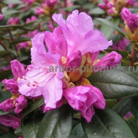 Саженцы азалии гибридной elite купить в Москве и Подмосковье недорого ...