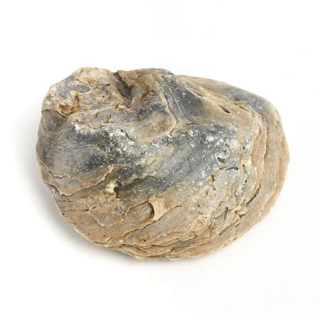 Купить натуральные окаменелости по приемлемой цене в интернет-магазине ...