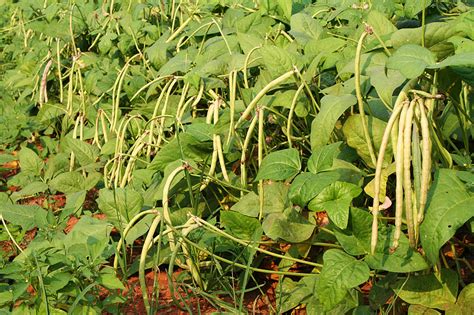 How To Grow Cowpeas Black Eyed Peas