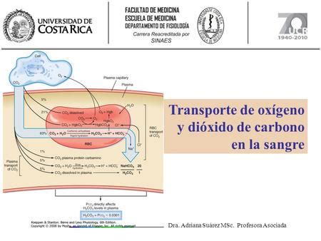 Transporte De Oxigeno Y Dioxido De Carbono