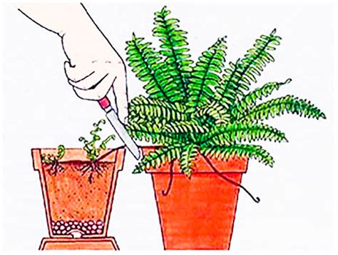 Нефролепис: уход в домашних условиях, размножение и пересадка