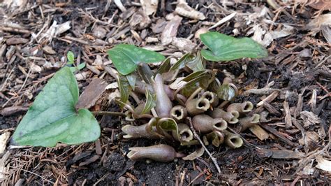 Asarum-arifolium-SE20-077-in-flower | Plant Delights Nursery at Juniper ...