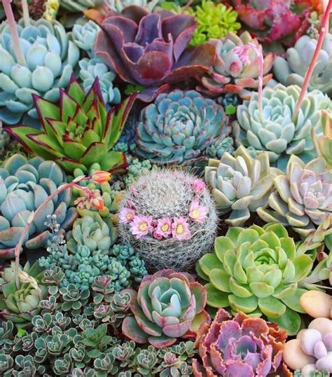 20 Colorful Succulent Garden Designs To Brighten Up Your Outdoor Space