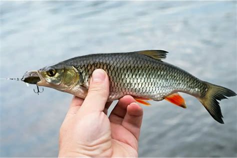 What Are True Minnows? (Facts About These Tiny Fish)