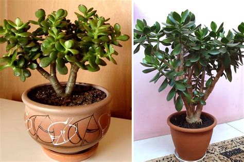 Горшки для суккулентов (стеклянные, плоские): кашпо для суккулентов ...