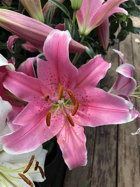 Лилия восточная Ломбардия купить в Москве — цены, описание и фото