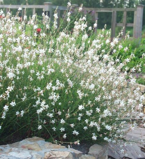 Gaura Whirling Butterflies Johnson Nursery Corporation