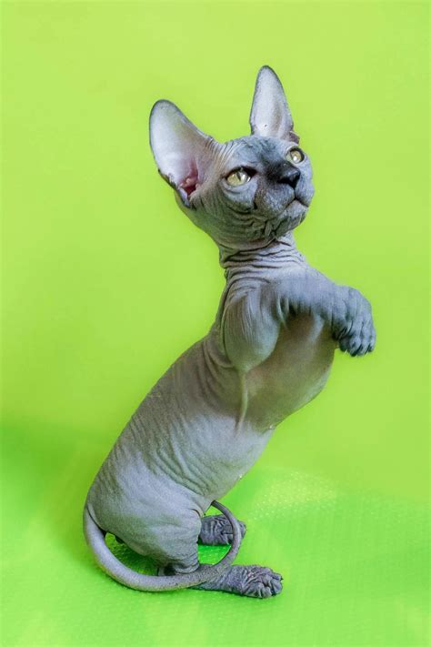 Frederick the Affectionate Bambino Kitten