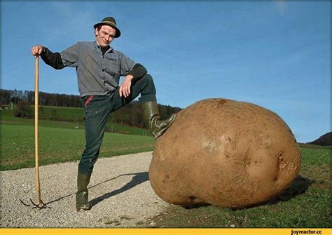 У Батьки нынче бульба уродилась крупная (Юрий Литвак) / Проза.ру