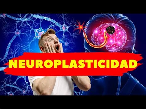 La Neuroplasticidad O Plasticidad Cerebral YouTube