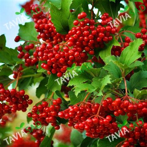 Калина. Кусты калины. Саженцы калины купить Киев опт и розница
