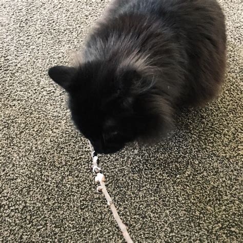 Pussy On Pussy Action R Funny