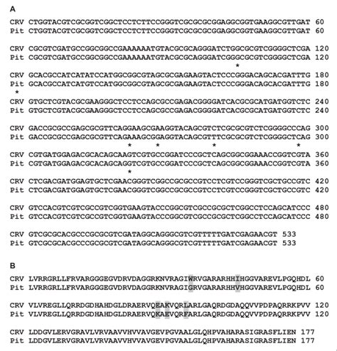 Sequence Alignment Of A Region Of Orf Of Crv With The Pit