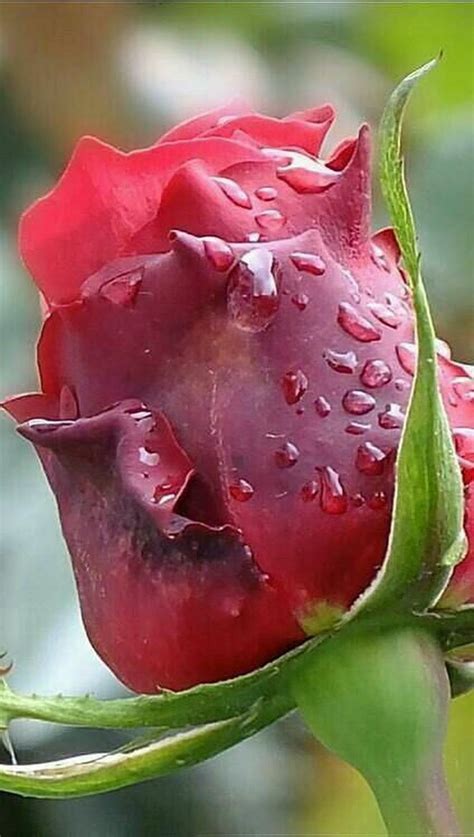 | Цветы1 | Постила