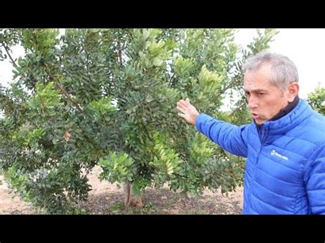 Todo Lo Que Necesitas Saber Sobre Los Viveros De Algarrobos Injertados