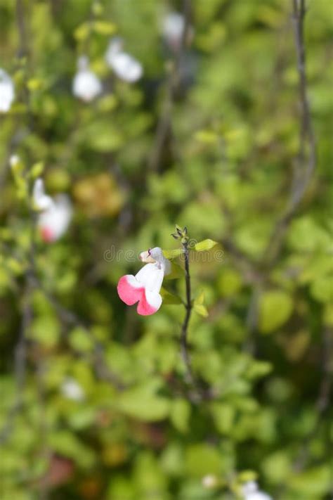Baby Sage Hot Lips Stock Photo Image Of Nature Sage