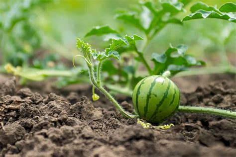 Выращиваем арбуз в открытом грунте: советы и рекомендации для ...