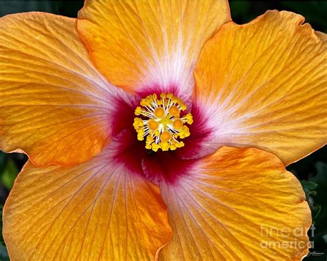 Hawaiian Hibiscus Photograph By Gayle Berthiaume Fine Art America